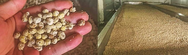 soy sauce brewing