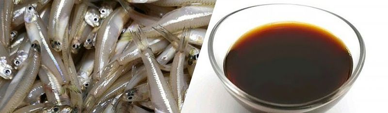 Fish sauce fermentation