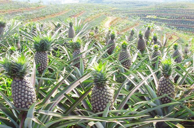 Bromelain